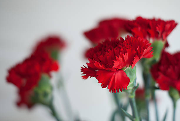 Red Carnation stock photo