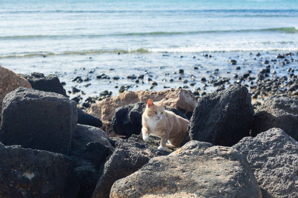 Beautiful red cat among the stones on the beach.