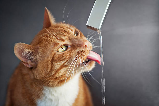 red cat drinks water from faucet stock photo