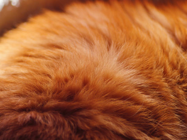 Red cat fur closeup. stock photo