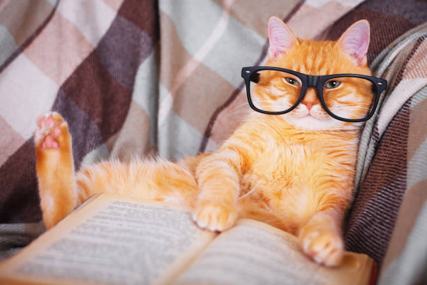 red cat in glasses lying on sofa with book - book cat imagens e fotografias de stock