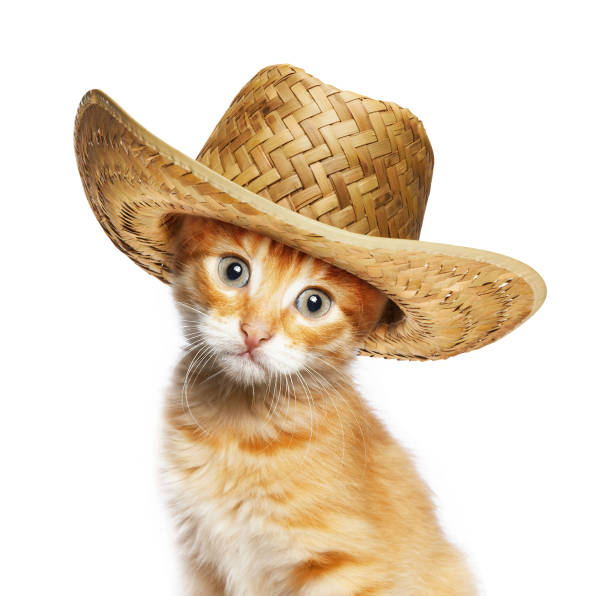 고리버들 밀짚 모자를 쓴 빨간 고양이 - 밀짚 모자 뉴스 사진 이미지