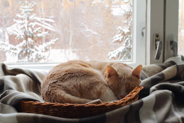 en röd katt nära fönstret vintertid. - cat snow bildbanksfoton och bilder
