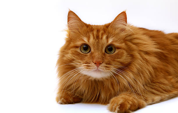 Long Haired Orange Tabby Stock Photos Pictures Royalty Free