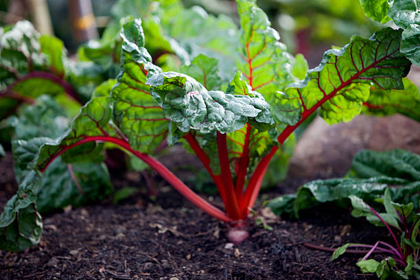 Red Chard  chard stock pictures, royalty-free photos & images