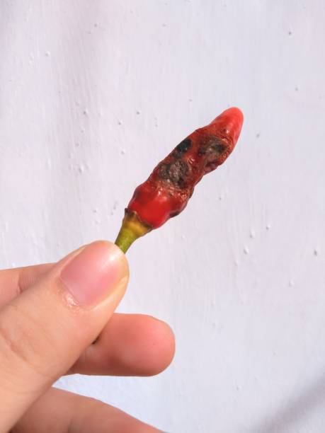 Red chilies that experience rot and pests have a black color and seem dirty stock photo
