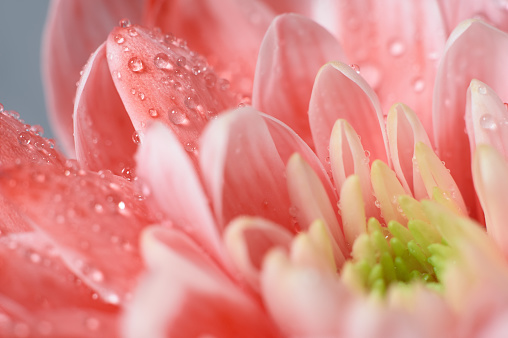 Red chrysanthemum close up with drops of dew. Macro image with small depth of field. Beautiful abstract background for your design.