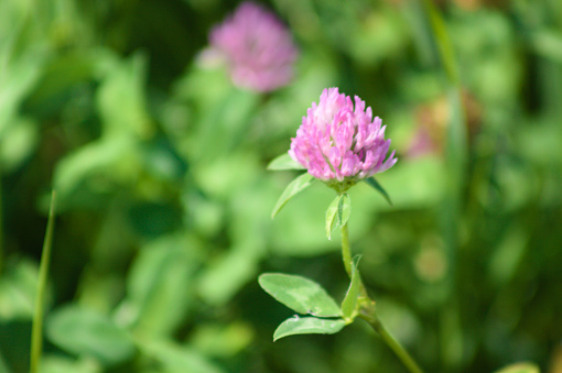 Red clover in bloom close-up view with blurry background