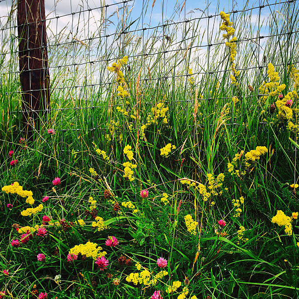 Red Clover, Lady's Bedstraw, Grasses growing up steel mesh fence stock photo