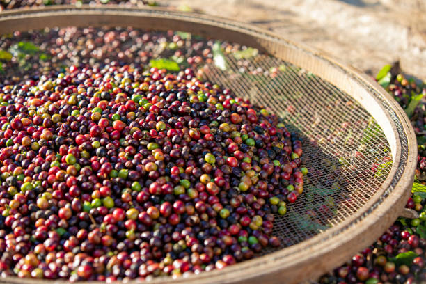 red coffee beans in the sieve - cafe brasil imagens e fotografias de stock