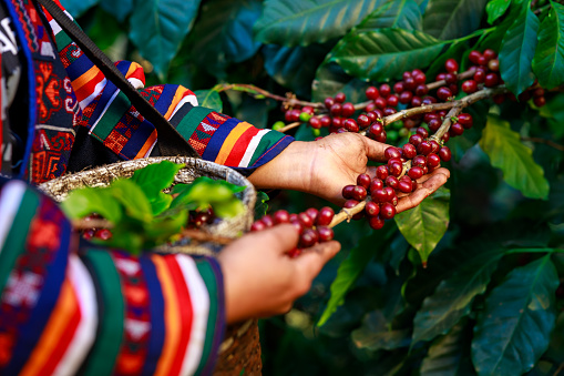 red coffee beans organic 100% in hand and basket farmers at national farm chiang mai Thailand
