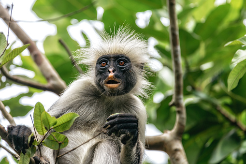 Close up of red colobus monkey in the trees