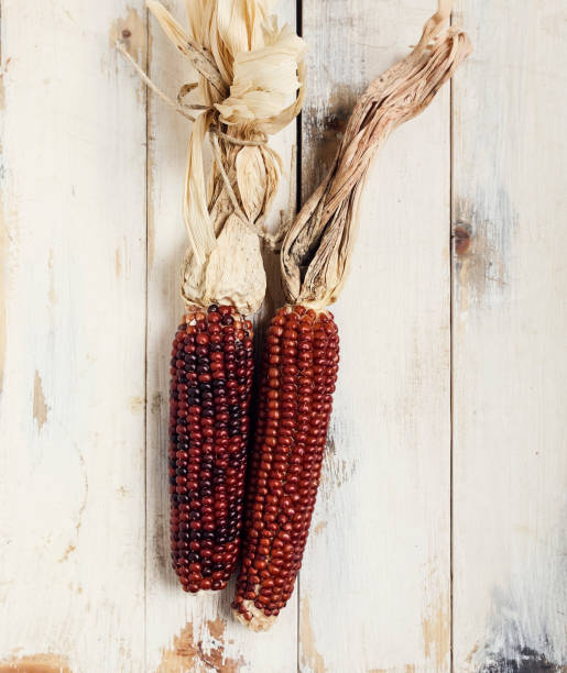 Red corn stock photo