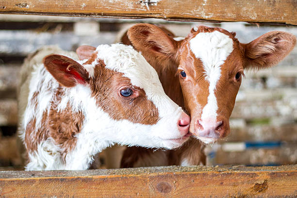 Red cow calf stand at stall at farm Red baby cow calf standing at stall at farm countryside calf stock pictures, royalty-free photos & images