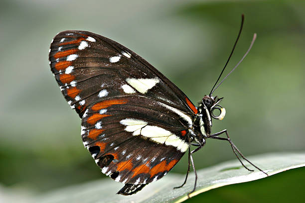 Red Cracker (Hamadryas amphinome) Butterfly Close-Up stock photo