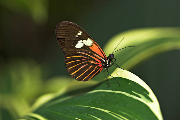 Red Cracker (Hamadryas Amphinome) Butterfly on a Leaf stock photo
