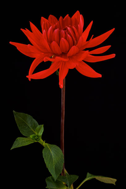 Red Dahlia isolated on the black background stock photo