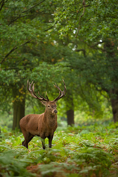 Red deer - Cervas elaphus stock photo