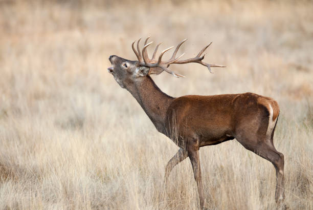 Red Deer, Deers, Cervus elaphus - Rut time, stag, Red deer roaring  rutting stock pictures, royalty-free photos & images
