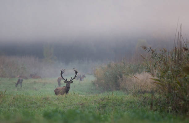 kron hjort i skogen på foogy morgon - roe deer bildbanksfoton och bilder