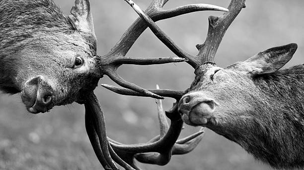 Red Deer (Cervus elaphus) jousting Red Deer (Cervus elaphus) going head to head during the rut.  rutting stock pictures, royalty-free photos & images