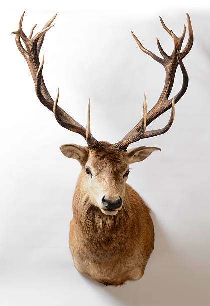 Red Deer, New Zealand, Taxidermy Mount New Zealand red deer taxidermy mount on a white background. hunting trophy stock pictures, royalty-free photos & images