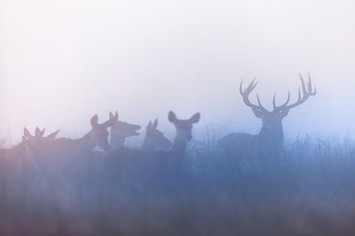 a herd of deer on a rut season