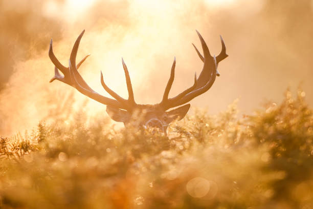 red deer (cervus elaphus) - animais caçando imagens e fotografias de stock