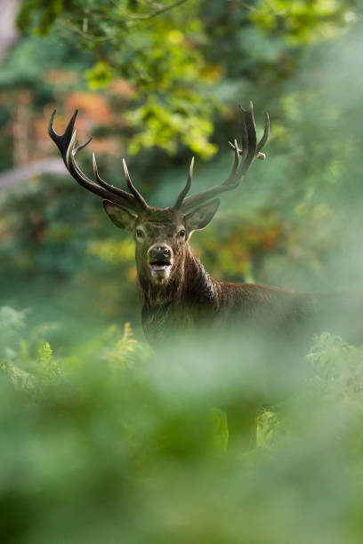 red deer - animais caçando imagens e fotografias de stock
