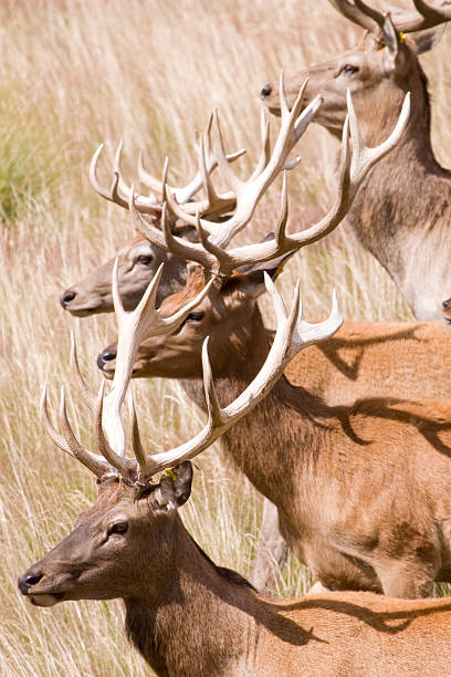 Red Deer (Cervus elaphus) stock photo