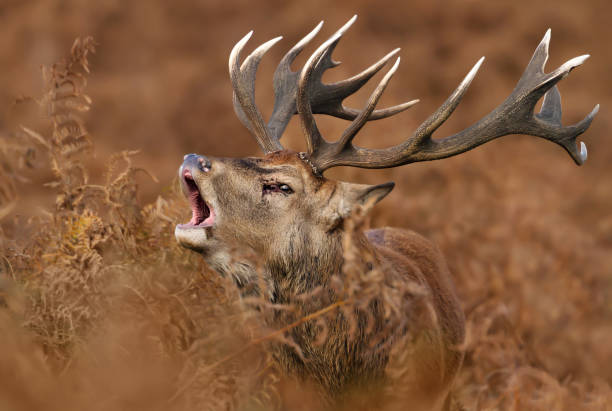 Red deer stag bellowing during rutting season Close up of a Red deer stag bellowing during rutting season in autumn, UK. rutting stock pictures, royalty-free photos & images
