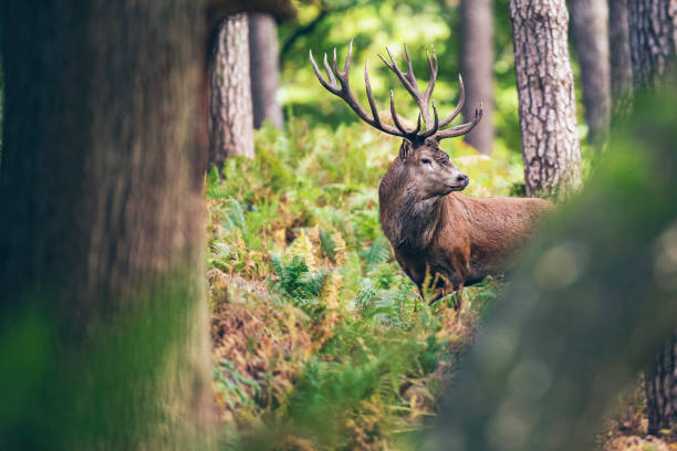 Red deer stag between ferns in autumn forest. stock photo
