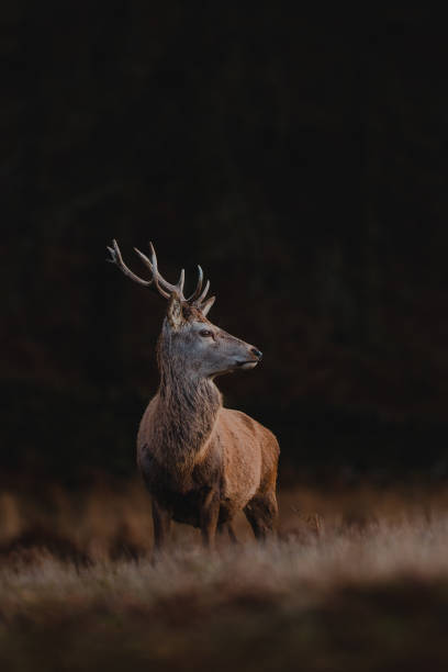 Red deer stag stock photo