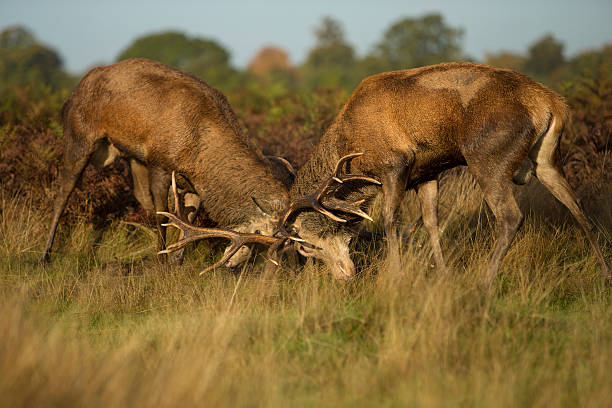 Red deer stags fighting stock photo