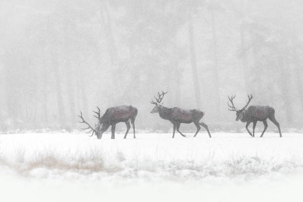 Red Deer Stags (Cervus elaphus) in the Dutch Winter Snow. National Park Hoge Veluwe in the Netherlands. Forest in the background. stock photo