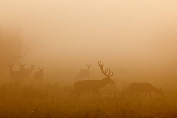 kronhjort med hinds i dimma - roe deer bildbanksfoton och bilder