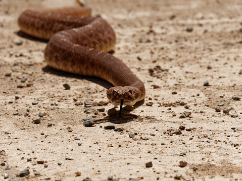 a large rattlesnake moves across a dirt road and under brush searching for prey near San Diego, CA