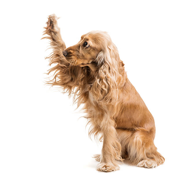 red dog breed Spaniel gives paw stock photo
