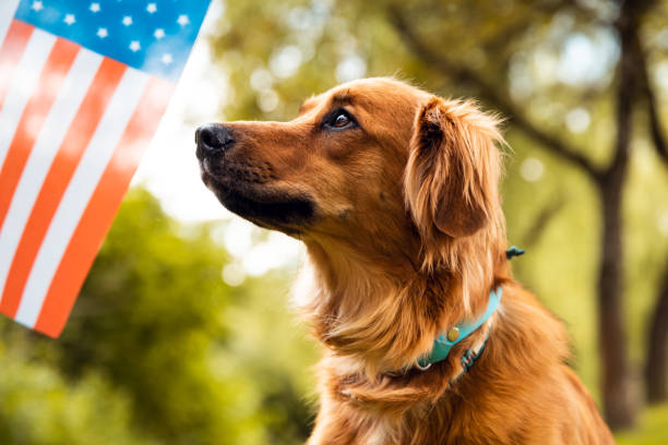 Anjing lucu yang melihat ke bendera Amerika. Konsep Memorial atau Hari Kemerdekaan Amerika Serikat.
