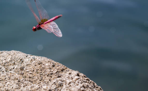 red dragonfly on the lake shore - sturm imagens e fotografias de stock