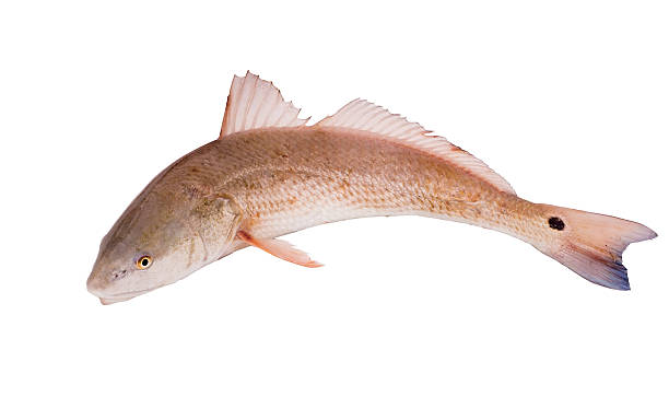 Red drum, Redfish   (Sciaenops ocellatus) isolated on white back stock photo