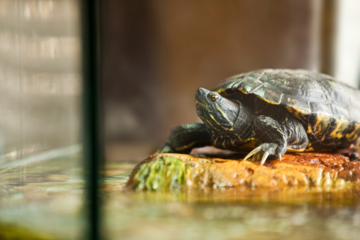A close up of a red eared slider turtle relaxing on a rock inside of his aquarium.