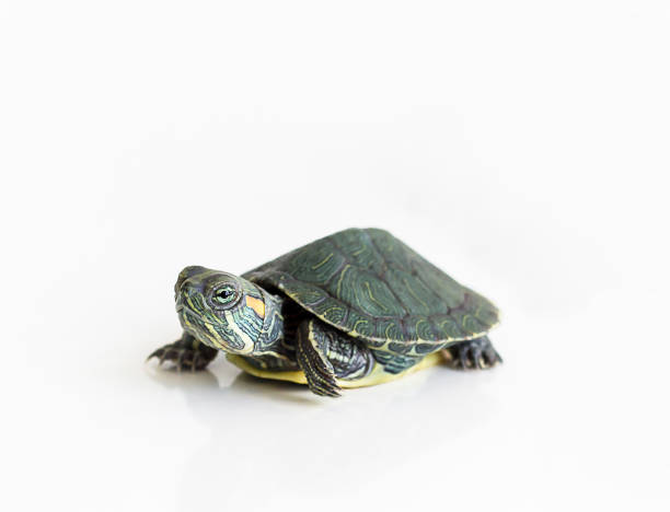 Red eared Slider turtle (Trachemys scripta elegans) on white background. Selective focus. Close up.  caenorhabditis elegans stock pictures, royalty-free photos & images
