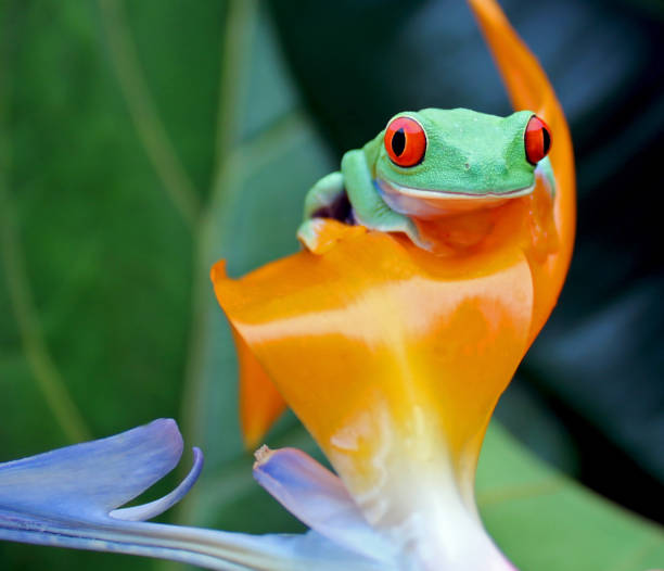 red eyed tree frog on bird of paradise flower stock photo