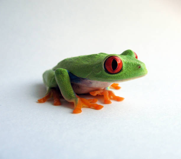 red eyed tree frog on white background stock photo