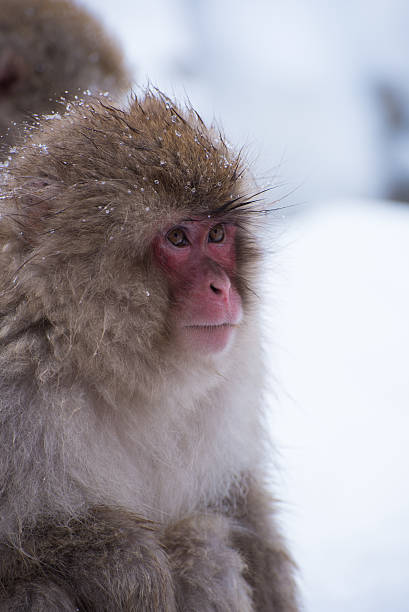 red face snow monkey stock photo