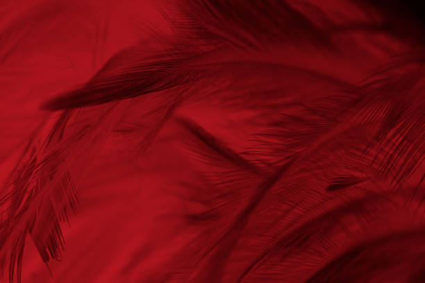 rode achtergrond van het verenpatroonstructuur - peacock back stockfoto's en -beelden
