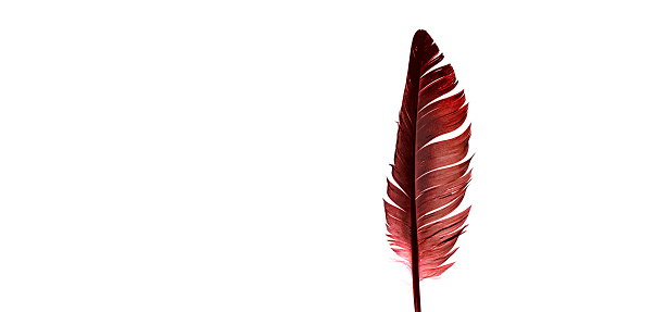 red feathers on a white background,Beautiful datk red feather isolated on white background