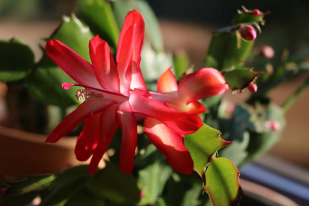 Red flower of Schlumbergera truncata stock photo