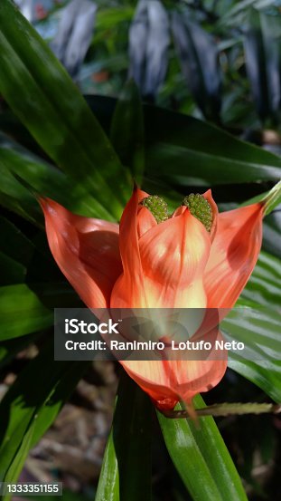 istock Red flower on nature background. 1333351155